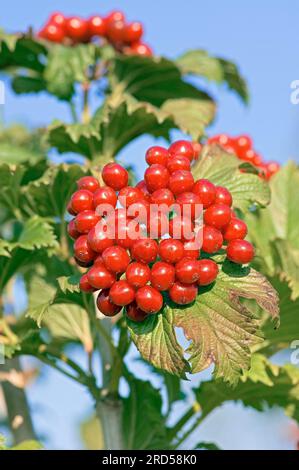 Gemeiner Schneeball, Beeren, Nordrhein-Westfalen, Guelderrose (Viburnum opulus), Deutschland Stockfoto