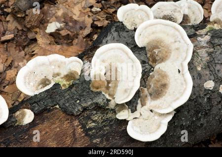 Haarklemme, Haarhalterung (Trametes hirsuta), Deutschland Stockfoto