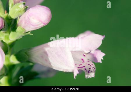 Gehorsames Werk, False Dragonhead (Physostegia virginiana) Stockfoto