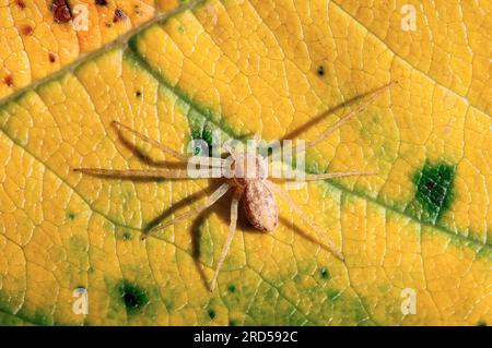 Wanderkrabbenspinne (Philodromus aureolus), weiblich, Nordrhein-Westfalen, goldfarbene Wanderspinne, Deutschland Stockfoto