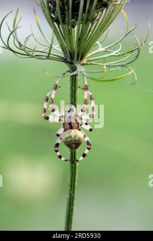 Four Spot Orb Weaver, Nordrhein-Westfalen, Deutschland (Araneus quadratus), Fourspot Orbweaver Stockfoto