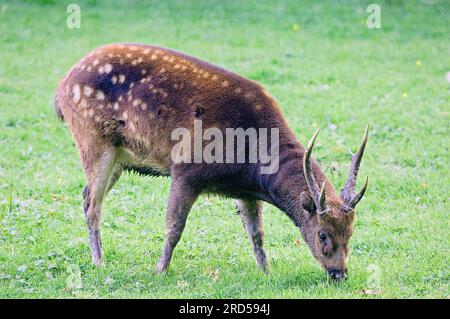 Visayischer Fleckhirsch (Cervus alfredi), männlich Stockfoto