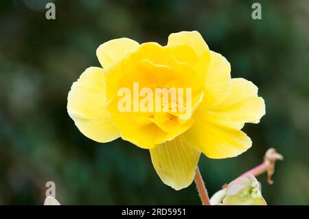 Begonia (Begonia tuberhybrida hybride), Begoniaceae Stockfoto