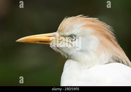 Rindereier (Bubulcus ibis), Reiher, seitlich, Profil Stockfoto