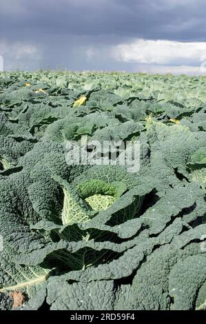 Feld mit wirsing und Weißkohl (Brassica oleracea convar. Capitata für Gemüsekohl (Brassica oleracea var. sabauda), Wirsing Stockfoto
