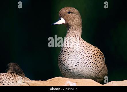 Südamerikanischer Entenkohl (Anas flavirostris) Stockfoto