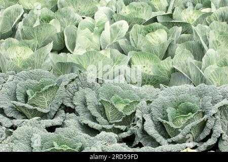 Feld mit wirsing und Weißkohl (Brassica oleracea convar. Capitata für Gemüsekohl (Brassica oleracea var. sabauda), Wirsing Stockfoto