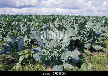 Broccoli (Brassica oleracea var. italica), Deutschland Stockfoto