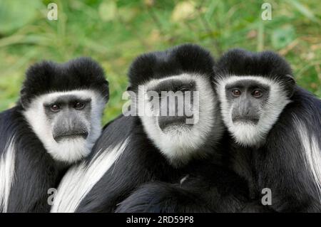 Ostafrikanische Mantel-Guereza (Colobus guereza), Stumpfaffe mit weißen Schultern Stockfoto