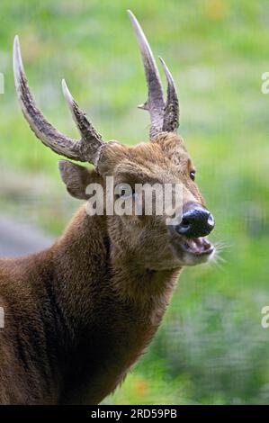 Visayischer Fleckhirsch (Cervus alfredi), männlich Stockfoto