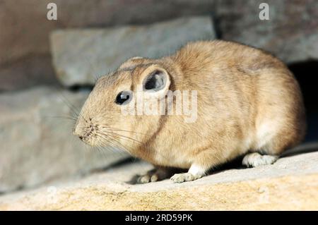 Nordafrikanischer Gundi (Ctenodactylus gundi) Stockfoto