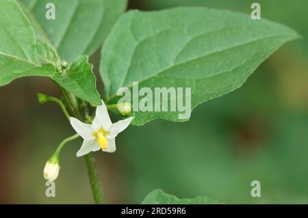 Europäischer schwarzer Nachtschatten (Solanum nigrum), Nordrhein-Westfalen, Deutschland Stockfoto