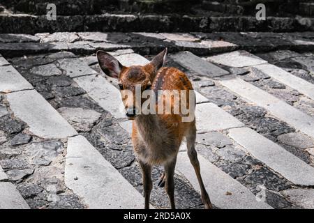 Fawn sieht in Nara, Japan, in die Kamera Stockfoto