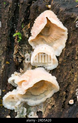 Weißknopfpilze (Merulius tremellosus) Galle rot, Niederlande Stockfoto