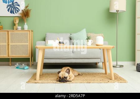 Süße französische Bulldogge liegt auf dem Teppich unter dem Tisch im Wohnzimmer Stockfoto