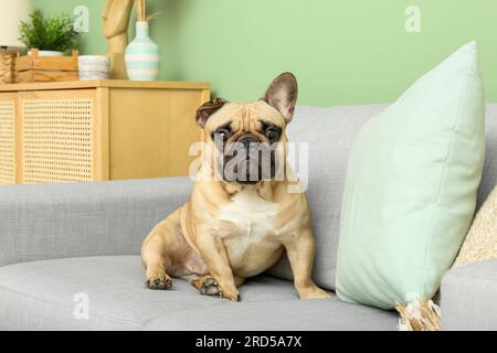Süße französische Bulldogge auf dem Sofa im Wohnzimmer Stockfoto