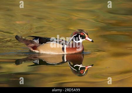 Holzente (Aix sponsa), drake, lateral Stockfoto