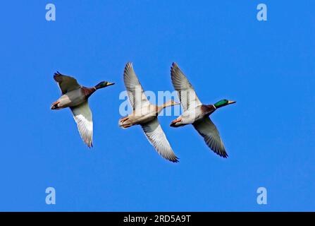 Stockenten (Anas platyrhynchos), Nordrhein-Westfalen, Deutschland Stockfoto