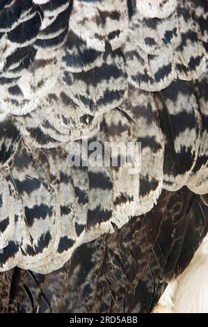 Amerikanischer Harpyie-Adler (Harpia Harpyja), Gefieder, Harpyie-Adler Stockfoto