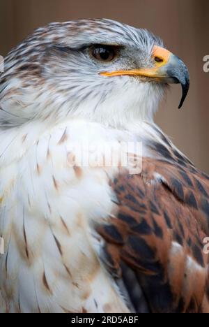 Eisenhaltiger Falke (Buteo Regalis) Stockfoto