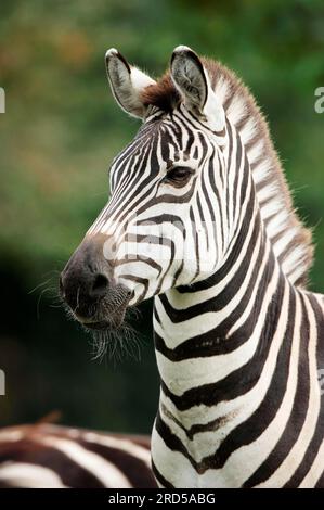 Grants Zebra (Equus quagga boehmi), gemeines Zebra Stockfoto