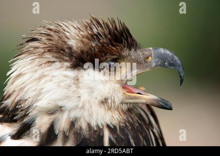 Afrikanischer Fischadler (Haliaeetus vocifer), juvenil, seitlich, Profil Stockfoto