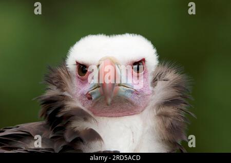 Weißkopfgeier (Aegypius occipitalis) Stockfoto
