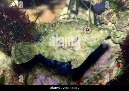 Borstenfisch (Acreichthys tomentosus), seitlich Stockfoto