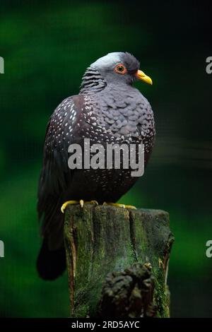 Afrikanische Oliventaube (Columba arquatrix) Stockfoto