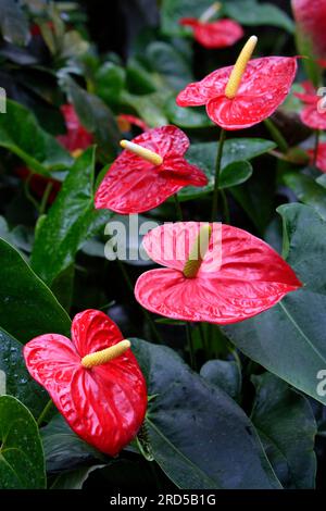 Flamingo-Lilie (Anthurium andraeanum) Stockfoto