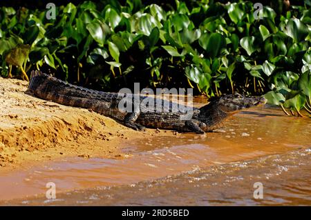 Paraguayan Caiman, Pantanal, Brasilien (Caiman crocodilus yacare) Stockfoto