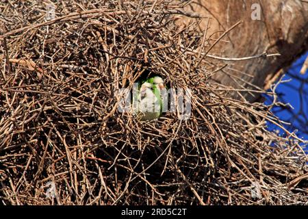 Monk Parakeets (Myiopsitta monachus), Pair nn Nest, Pantanal, Brasilien Stockfoto