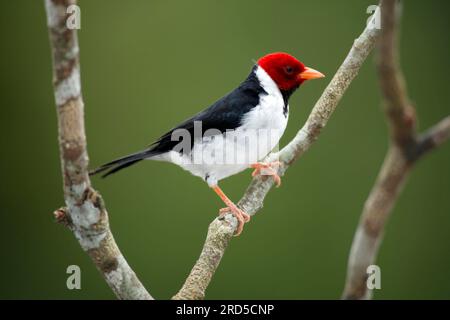 Gelbschnabelkardinal (Paroaria capitata), Männlich, Pantanal, Brasilien Stockfoto