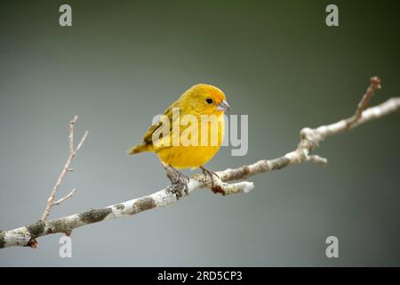Safranfink (Sicalis flaveola), männlich, Pantanal, Brasilien Stockfoto