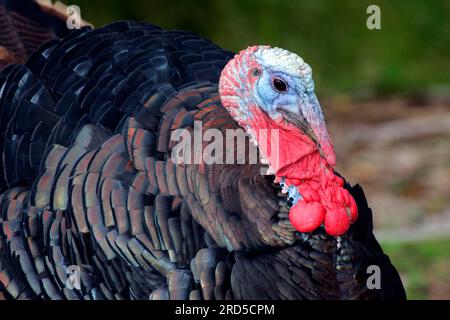 Truthühner, Haustruthühner (Meleagris gallopavo) Stockfoto