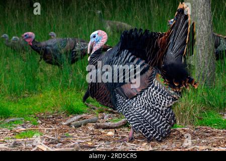 Truthühner, Haustruthühner (Meleagris gallopavo) Stockfoto