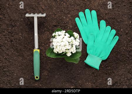 Schöne Pflanze, Handschuhe und Rechen im Garten Stockfoto