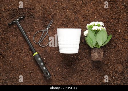Verschiedene Gartengeräte und Pflanzen im Garten Stockfoto