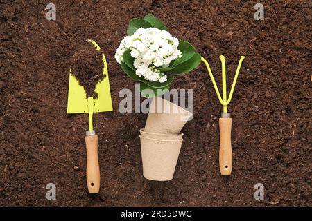 Verschiedene Gartengeräte und Pflanzen im Garten Stockfoto