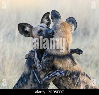 Wild Dog Grußzeremonie Stockfoto
