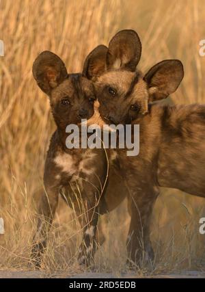 Zwei Wild Dog Welpen, die mit einem Ohr spielen Stockfoto