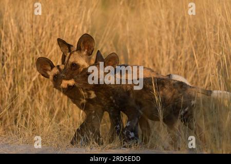 Drei Wild-Dog-Welpen spielen mit Ohren, wenn sie vor kurzem getötet wurden Stockfoto