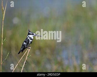 Rattenfisch-Kingfisher, hoch oben auf dem Schilf, sieht nach rechts aus Stockfoto