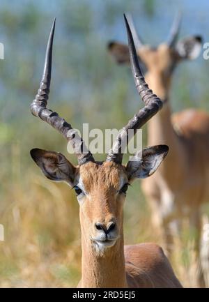 Porträt von Male Impala mit unreifem Impala im Hintergrund Stockfoto