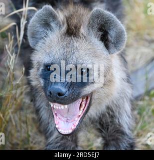 Das Hyänenjunges sieht wild aus Stockfoto