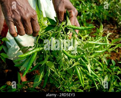 Grünes Chilifeld (Capsicum frutescens) in Oddanchatram Ottanchathiram Tamil Nadu, Südindien, Indien, Asien. Gewürze Stockfoto