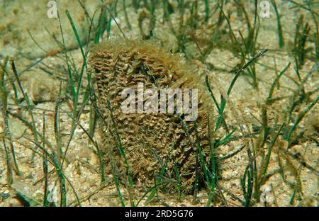 Fan Mussel (Pinna nobilis) in Seegras, Kroatien Stockfoto