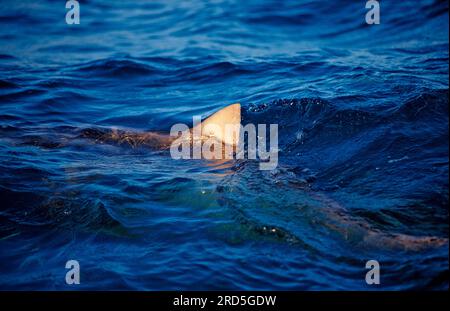 Zitronenhai auf der Wasseroberfläche, Sicklefin-Zitronenhai (Negaprion acutidens), Haifischflossen, Bahamas Stockfoto