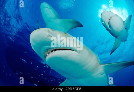 Sicklefin-Zitronenhai (Negaprion acutidens), Bahamas Stockfoto