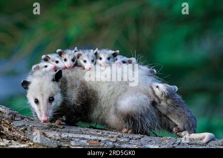 Nordamerikanisches Ossum mit jungen Menschen, Minnesota, USA (Didelphis marsupialis virginiana), nördliches Ossum Stockfoto